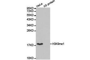 Western blot analysis of extracts of HeLa cell line and H3 protein expressed in E. (Histone 3 antibody  (H3K9me))