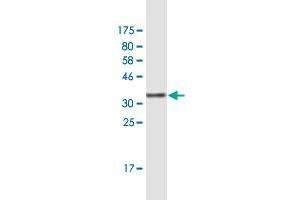 Western Blot detection against Immunogen (33. (EIF3A antibody  (AA 1-75))