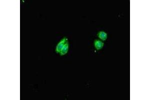 Immunofluorescent analysis of HepG2 cells using ABIN7155018 at dilution of 1:100 and Alexa Fluor 488-congugated AffiniPure Goat Anti-Rabbit IgG(H+L) (HS6ST1 antibody  (AA 3-133))