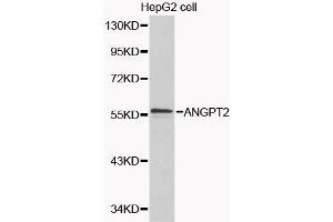 Western blot analysis of extracts of various cell lines, using ANGPT2 antibody. (Angiopoietin 2 antibody  (AA 197-496))