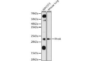 Western blot analysis of extracts of various cell lines, using RhoA antibody (ABIN3020848, ABIN3020849, ABIN3020850 and ABIN6213755) at 1:1000 dilution. (RHOA antibody  (C-Term))