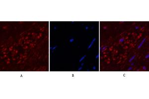 Immunofluorescence analysis of human appendix tissue. (ENO2/NSE antibody)