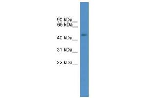 WB Suggested Anti-GTF2A1L Antibody Titration: 0.
