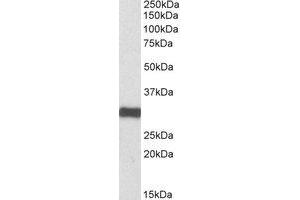 Western Blotting (WB) image for anti-Electron-Transfer-Flavoprotein, alpha Polypeptide (ETFA) (AA 309-321) antibody (ABIN793107) (ETFA antibody  (AA 309-321))