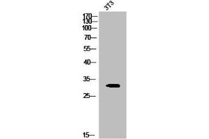 Western Blot analysis of 3T3 cells using Phospho-20S Proteasome α3 (S250) Polyclonal Antibody