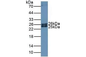 Figure. (Ferritin Mitochondrial antibody  (AA 54-229))