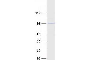 Validation with Western Blot (F-Box Protein 3 Protein (FBXO3) (Transcript Variant 1) (Myc-DYKDDDDK Tag))