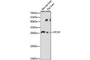 Western blot analysis of extracts of various cell lines, using PCNP antibody.