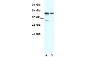 Western Blotting (WB) image for anti-X-Ray Repair Complementing Defective Repair in Chinese Hamster Cells 6 (XRCC6) (N-Term) antibody (ABIN629623)