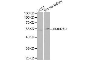 Western blot analysis of extracts of various cell lines, using BMPR1B Antibody (ABIN5971046) at 1/1000 dilution. (BMPR1B antibody)