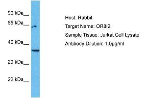 Western Blotting (WB) image for anti-Olfactory Receptor, Family 8, Subfamily I, Member 2 (OR8I2) (C-Term) antibody (ABIN2791789)