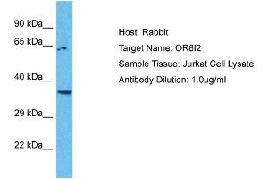 Host: Rabbit Target Name: OR8I2 Sample Type: Jurkat Whole Cell lysates Antibody Dilution: 1. (OR8I2 antibody  (C-Term))