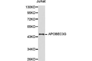 Western Blotting (WB) image for anti-Apolipoprotein B mRNA Editing Enzyme, Catalytic Polypeptide-Like 3G (APOBEC3G) (AA 60-330) antibody (ABIN3021984)