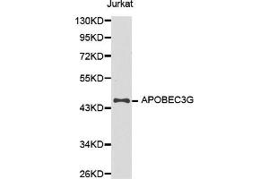 Western blot analysis of extracts of Jurkat cell line, using APOBEC3G antibody. (APOBEC3G antibody  (AA 60-330))