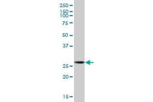 GCLM MaxPab polyclonal antibody. (GCLM antibody  (AA 1-274))