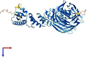 AlphaFold protein structure predicition of Mouse Recombinant Klhl25 Protein, UniprotID Q8R2P1 (KLHL25 Protein (AA 1-589) (His tag))