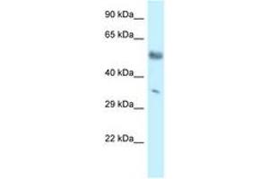 Image no. 1 for anti-Mohawk Homeobox (MKX) (C-Term) antibody (ABIN6747570) (MKX antibody  (C-Term))