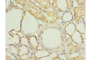 Immunohistochemistry of paraffin-embedded human kidney tissue using ABIN7165366 at dilution of 1:100 (FAM118A antibody  (AA 51-357))