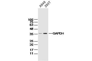 Lane 1: A549 Cell lysates; Lane 2: 293T Cell lysates; probed with GAPDH (4F8) Monoclonal Antibody, unconjugated (bsm-33033M) at 1:300 overnight at 4°C followed by a conjugated secondary antibody for 60 minutes at 37°C. (GAPDH antibody)