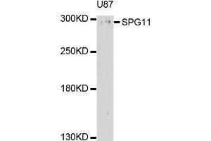 Western blot analysis of extracts of U-87MG cells, using SPG11 antibody (ABIN4905280) at 1:1000 dilution. (SPG11 antibody)