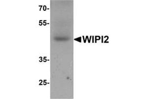 Western blot analysis of WIPI2 in human testis tissue lysate with WIPI2 Antibody  at 1 μg/ml. (WIPI2 antibody  (N-Term))