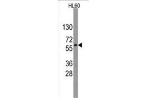 Western blot analysis of anti-GNL3 Antibody (Center) (R) in HL60 cell line lysates (35 μg/lane). (Nucleostemin antibody  (AA 191-220))