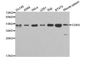 Western blot analysis of extracts of various cell lines, using CDK9 antibody. (CDK9 antibody  (AA 153-372))