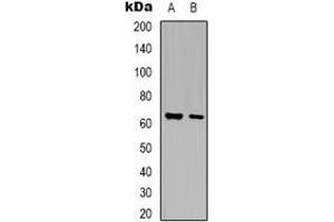 Western blot analysis of Arylsulfatase G expression in HEK293T (A), mouse liver (B) whole cell lysates.