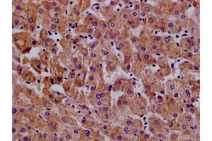 Immunohistochemistry of paraffin-embedded human pancreatic tissue using ABIN7156641 at dilution of 1:100 (MX1 antibody  (AA 7-172))