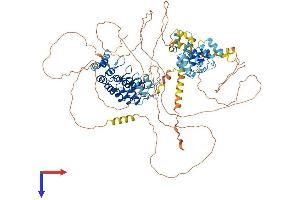 AlphaFold protein structure predicition of Human Recombinant ANKS6 Protein, UniprotID Q68DC2 (ANKS6 Protein (AA 1-871) (His tag))