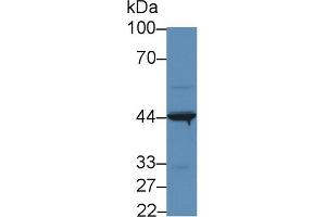 Western Blot; Sample: Human 293T cell lysate; Primary Ab: 5µg/ml Rabbit Anti-Human IL31RA Antibody Second Ab: 0.