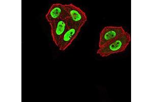 Immunofluorescence analysis of Hela cells using ZFP91 mouse mAb (green). (ZFP91 antibody  (AA 162-304))
