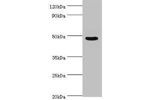 Western blot All lanes: Evolutionarily conserved signaling intermediate in Toll pathway, mitochondrial antibody at 10 μg/mL + Jurkat whole cell lysate Secondary Goat polyclonal to rabbit IgG at 1/10000 dilution Predicted band size: 50, 34, 25 kDa Observed band size: 50 kDa