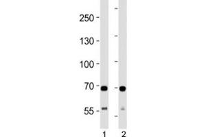 SDHA antibody western blot analysis in 1) human HeLa and 2) mouse C2C12 lysate. (SDHA antibody  (AA 577-605))