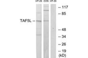 Western blot analysis of extracts from HT-29/COS7 cells, using TAF5L Antibody.