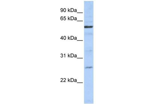 ZGPAT anticorps  (C-Term)