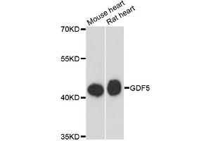 Western blot analysis of extracts of various cell lines, using GDF5 antibody (ABIN6290098) at 1:3000 dilution.