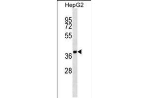 Western blot analysis in HepG2 cell line lysates (35ug/lane). (SCAMP2 antibody  (AA 119-147))