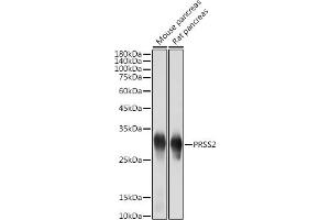Western blot analysis of extracts of various cell lines, using PRSS2 antibody (ABIN7269580) at 1:5000 dilution. (PRSS2 antibody)