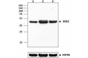 Western Blotting (WB) image for anti-Mitogen-Activated Protein Kinase 1 (MAPK1) antibody (ABIN2666104) (ERK2 antibody)