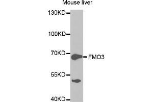 Western blot analysis of extracts of mouse liver, using FMO3 antibody. (FMO3 antibody)