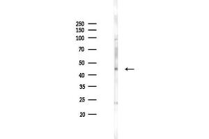 Western blot analysis of lysates from Rat testis, using CABYR Antibody at 1/1000 dilution.
