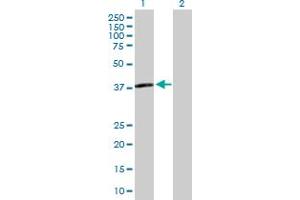 Western Blot analysis of APOL3 expression in transfected 293T cell line by APOL3 MaxPab polyclonal antibody. (APOL3 antibody  (AA 1-331))