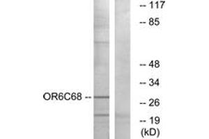 Western Blotting (WB) image for anti-Olfactory Receptor, Family 6, Subfamily C, Member 68 (OR6C68) (AA 261-310) antibody (ABIN2890949) (OR6C68 antibody  (AA 261-310))