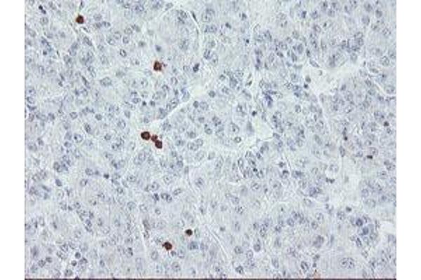USP36 antibody  (AA 589-972)