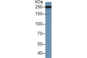 Rabbit Capture antibody from the kit in WB with Positive Control: Human urine. (PAPPA2 CLIA Kit)