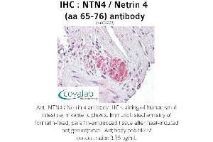 Image no. 1 for anti-Netrin 4 (NTN4) (AA 65-76), (Internal Region) antibody (ABIN1737559) (Netrin 4 antibody  (Internal Region))