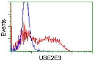 Image no. 2 for anti-Ubiquitin-Conjugating Enzyme E2E 3 (UBE2E3) antibody (ABIN1501619) (UBE2E3 antibody)