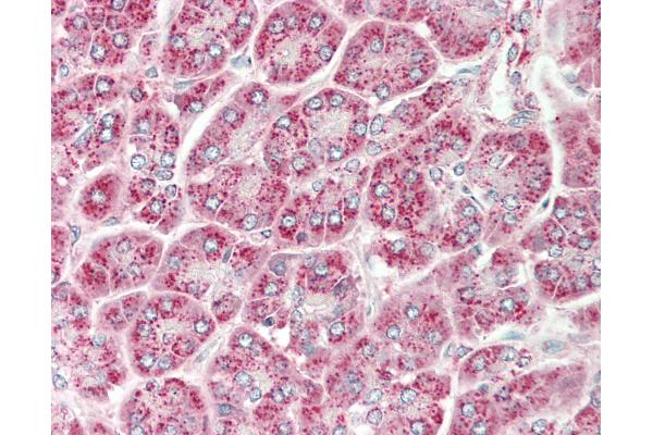 SGPP1 antibody  (AA 287-336)