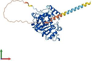 AlphaFold protein structure predicition of Mouse Recombinant St6gal1 Protein, UniprotID Q64685 (ST6GAL1 Protein (AA 1-403) (His tag))